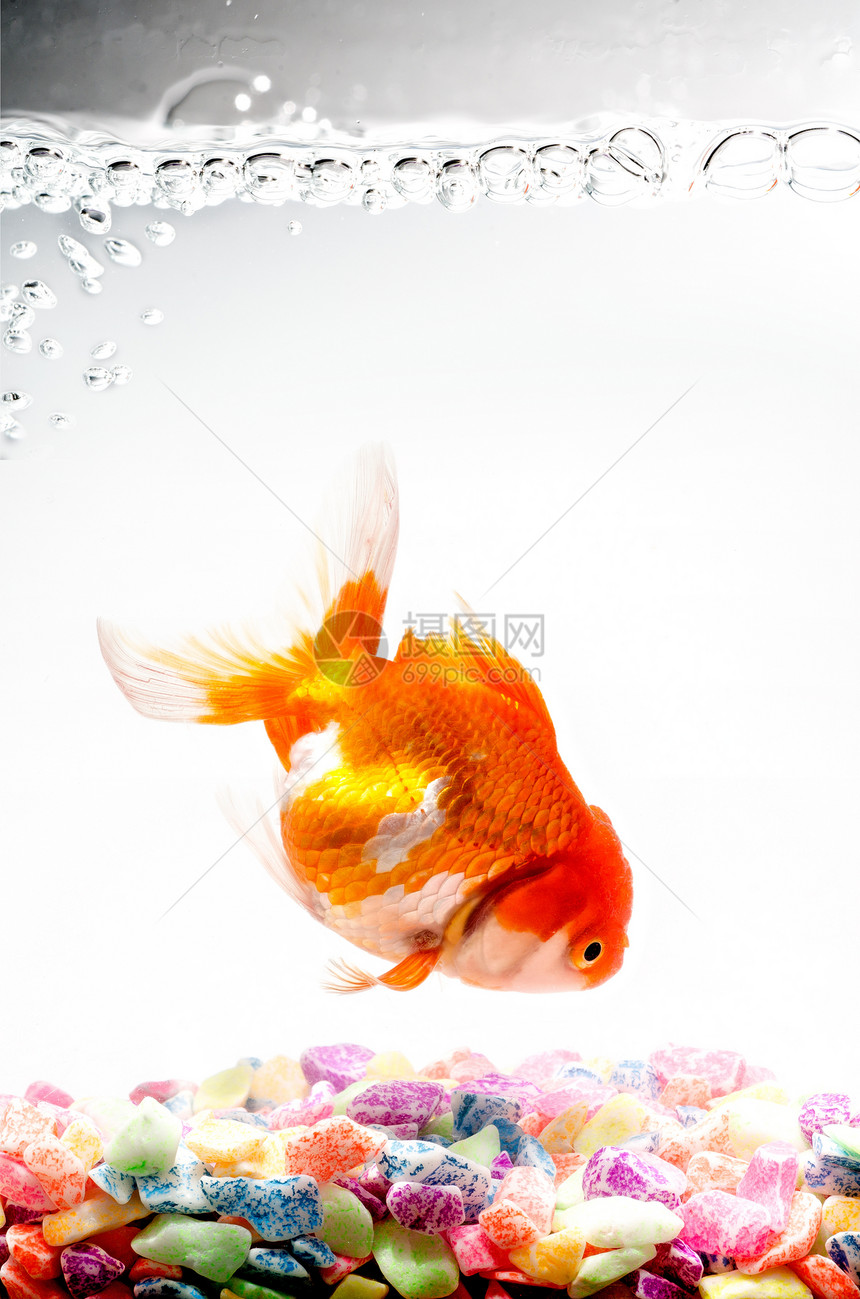 金鱼 白鱼的孤立尾鳍白色金子商业运动宠物家畜橙子鱼缸影棚图片