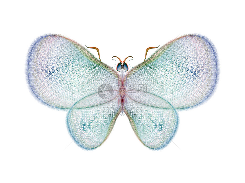 分形蝴蝶想像力昆虫创造力渲染翅膀几何学昆虫学宏观插图动物图片