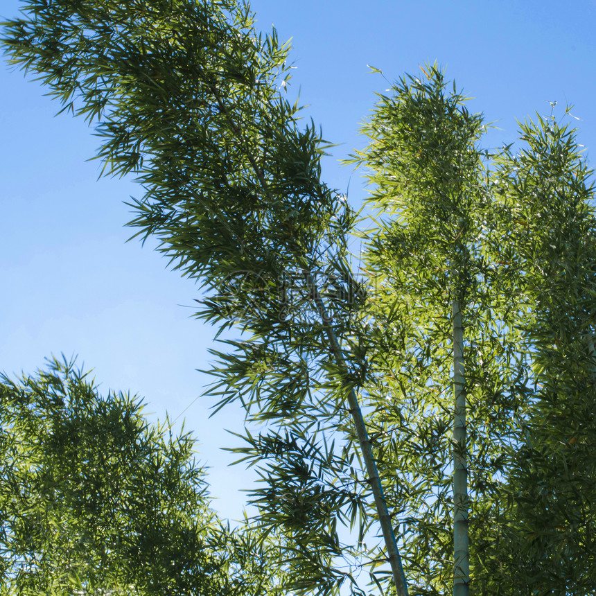 蓝天空背景的竹子风水热带园艺木头植物森林叶子环境边界公园图片