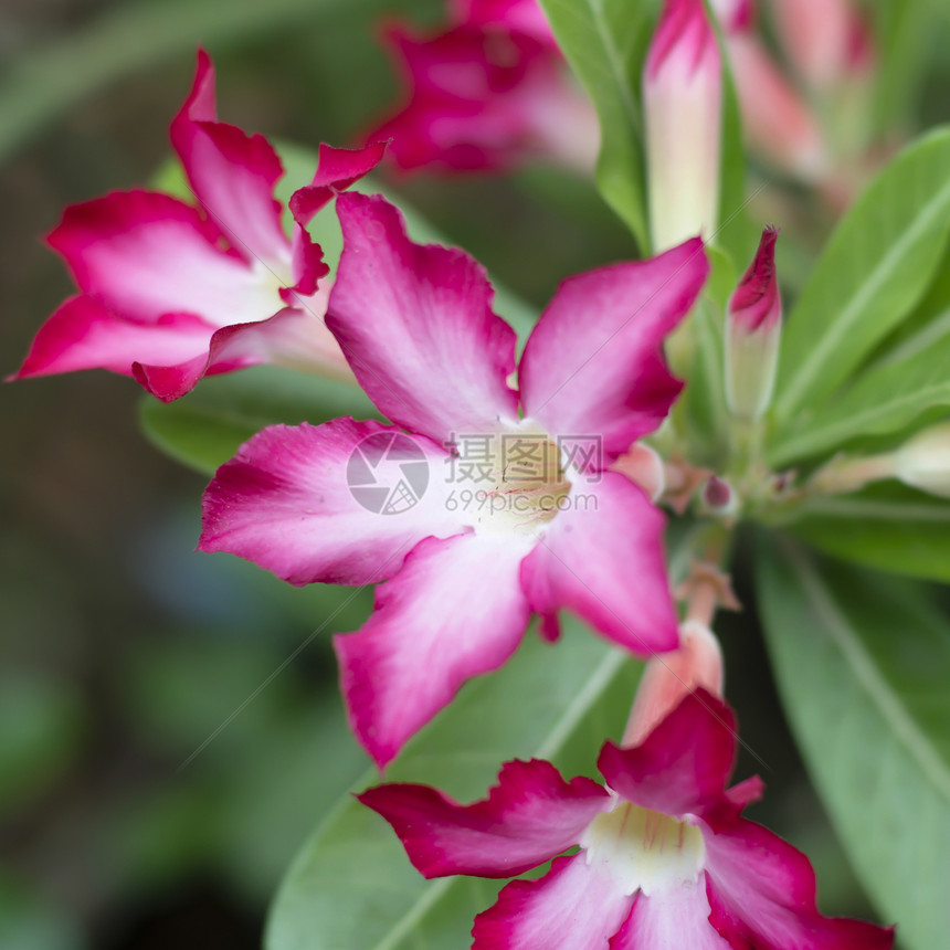 沙漠自然生长百合花店花瓣忧郁叶子园艺植物学植物植物群公园图片