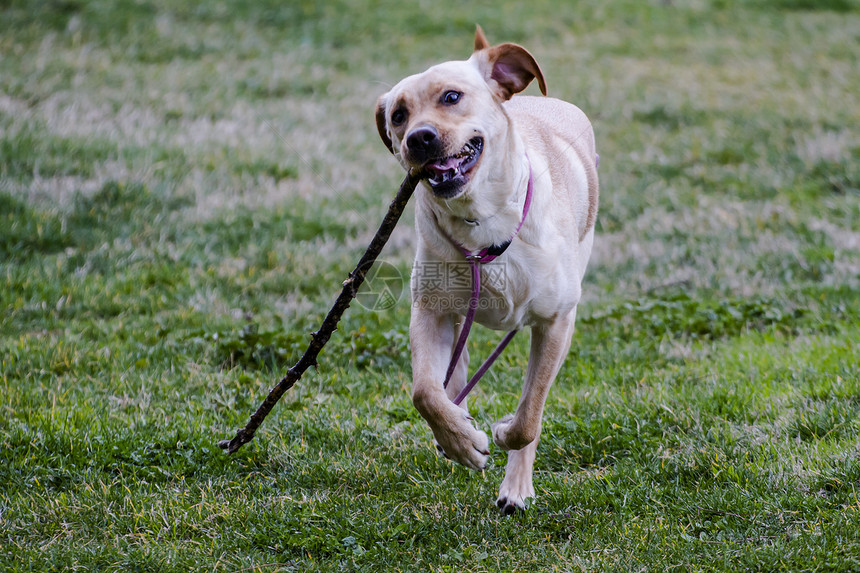 一只棕色拉布拉多犬在草丛中嘴里叼着一根棍子奔跑朋友快乐头发宠物实验室工作室家庭成人哺乳动物舌头图片