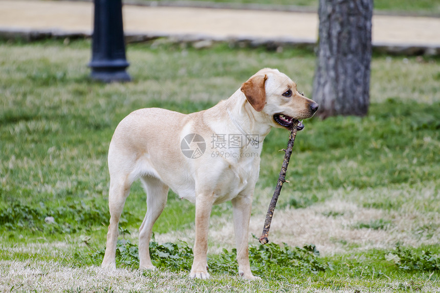 一只棕色拉布拉多犬在草丛中嘴里叼着一根棍子奔跑猎犬动物小狗宠物家畜实验室犬类巧克力忠诚哺乳动物图片