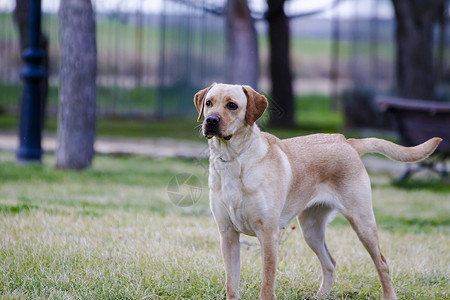 一只狗草原上的棕色拉布拉多忠诚宠物猎犬鼻子小狗家畜动物犬类哺乳动物实验室背景