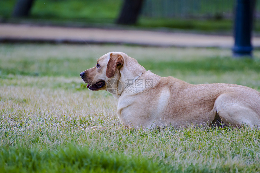 草原上的棕色拉布拉多忠诚小狗猎犬家畜宠物鼻子巧克力动物实验室犬类图片