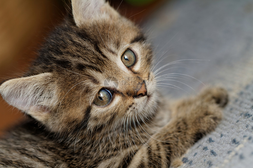 塔比小猫毛皮头发眼睛婴儿宠物捕食者猫咪猫科虎斑荒野图片