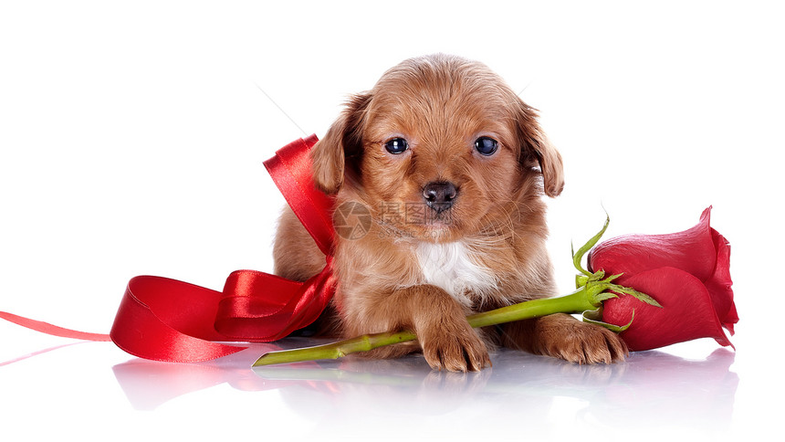 用红弓和玫瑰的狗狗毛皮贵宾磁带幸福犬类动物哺乳动物好奇心乐趣脊椎动物图片