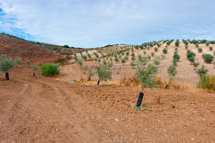 橄榄绿树林农田农村国家阴影岩石天空生态粮食危险峡谷图片