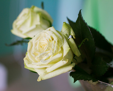 白玫瑰花花园摄影植物群黑色花朵花瓣玫瑰季节宏观背景图片