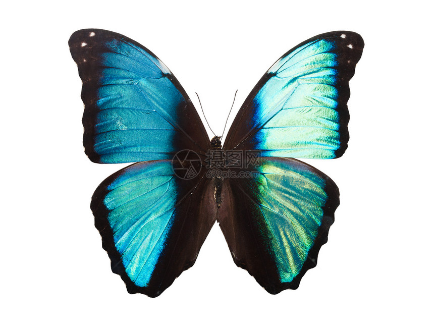 蝴蝶情调蓝色君主动物绿色昆虫飞行翅膀野生动物青色图片