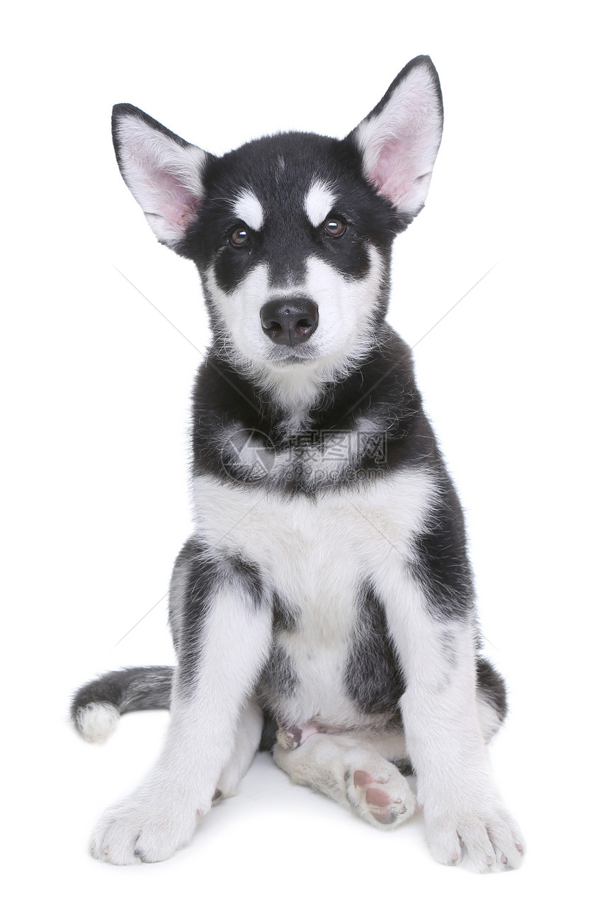 演播室白背景的阿拉斯加马拉穆特小狗白色家畜主题生物日历血统灰色哺乳动物宠物犬类图片