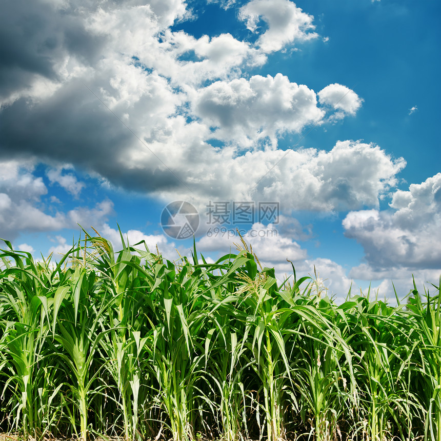 带玉米的绿地上的乌云图片
