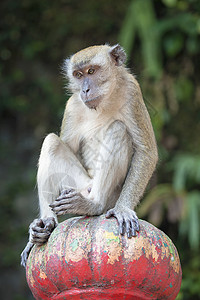 雪兰莪Macaque 猴子坐在顶端背景