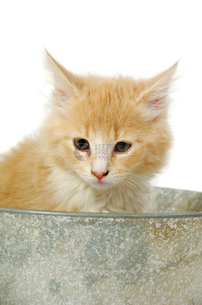 猫在水桶里乐趣猫科动物群条纹猫咪动物橙子姿势白色宠物图片