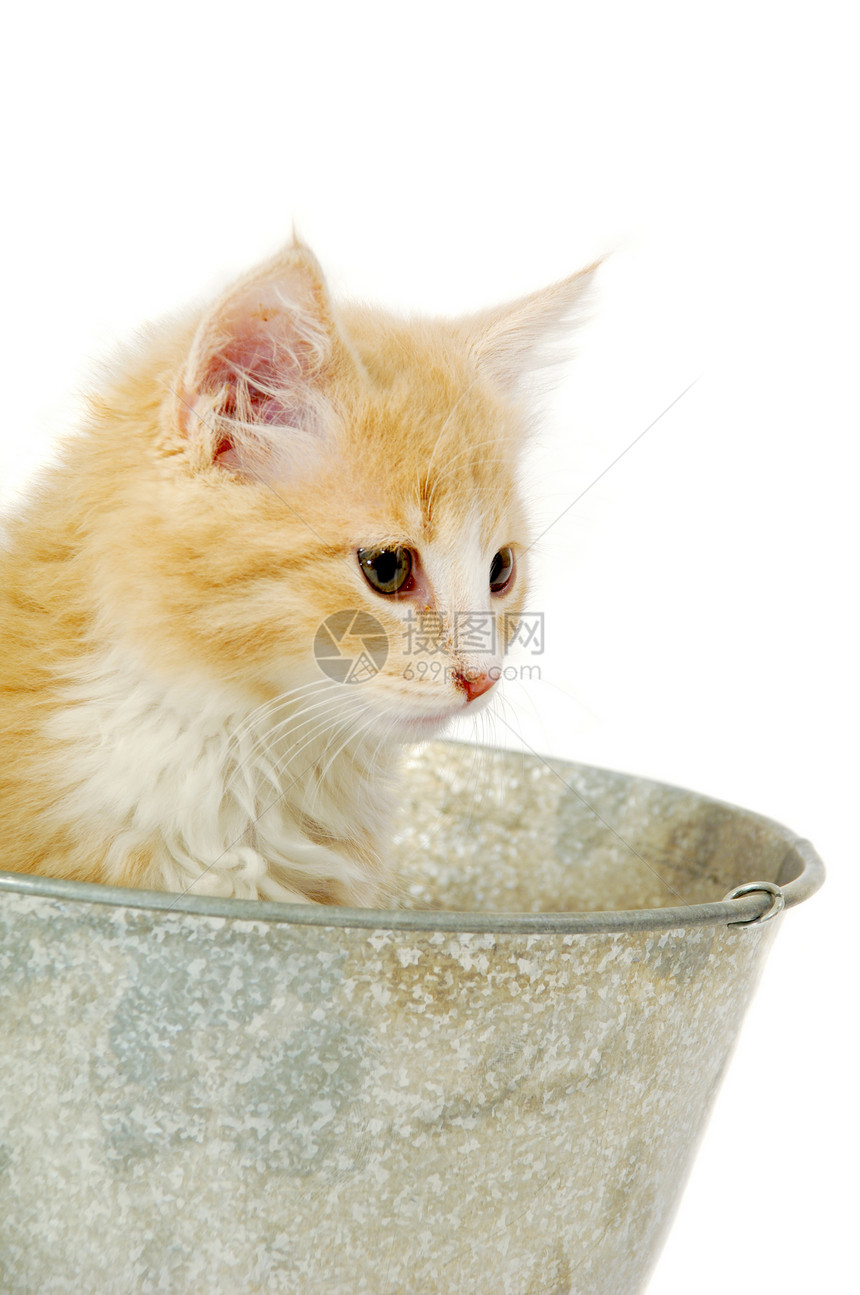 猫在水桶里动物群乐趣橙子宠物猫科猫咪姿势条纹白色动物图片