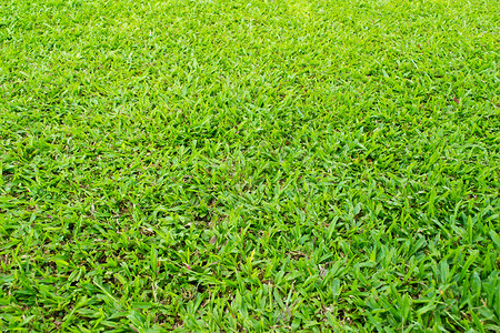 绿草背景质体植物植物群生长场地土地娱乐绿色植物环境草原草本植物背景图片