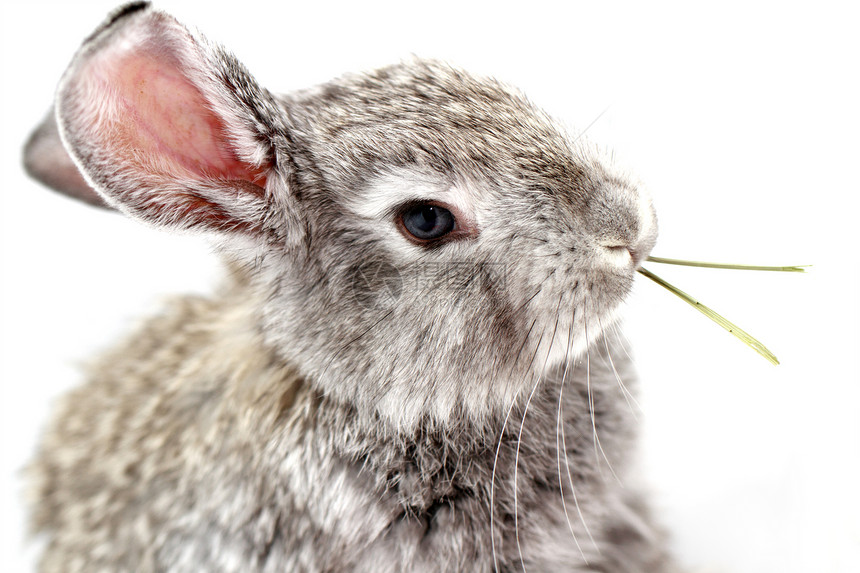 灰兔宠物灰色野兔耳朵哺乳动物宏观毛皮乐趣荒野动物图片