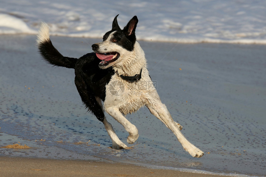 在海滩的狗狗乐趣哺乳动物冲浪白色跑步海洋宠物精力黑色动物图片