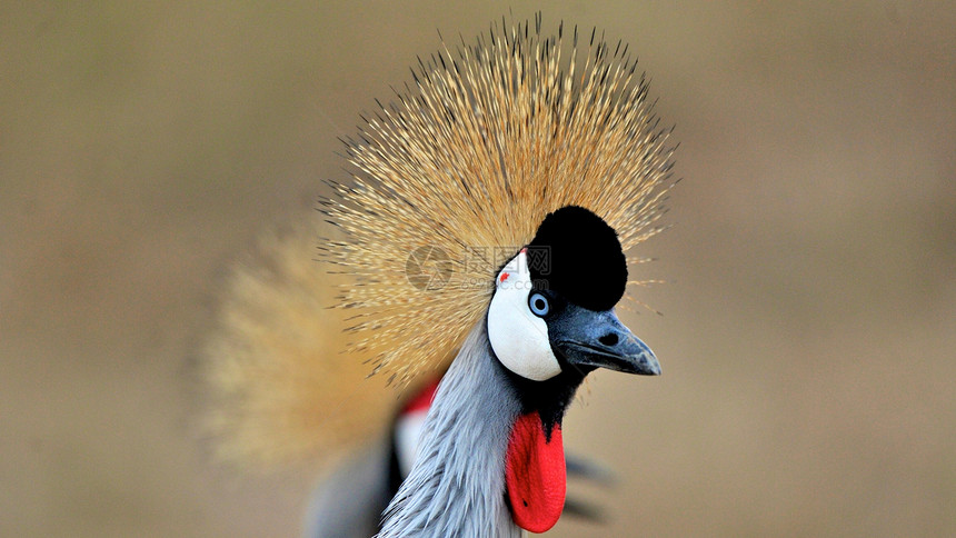 坦桑尼亚鸟类色彩羽毛宠物栖息唱歌衣领太阳鸟紫色野外动物芦荟图片