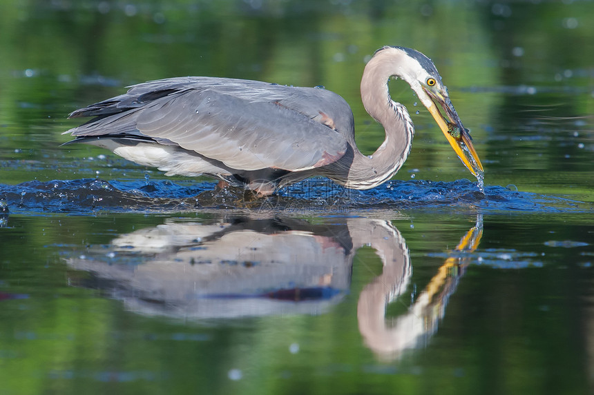 大蓝海隆捕捞荒野野生动物水鸟钓鱼羽毛捕食者鸟类苍鹭池塘动物图片