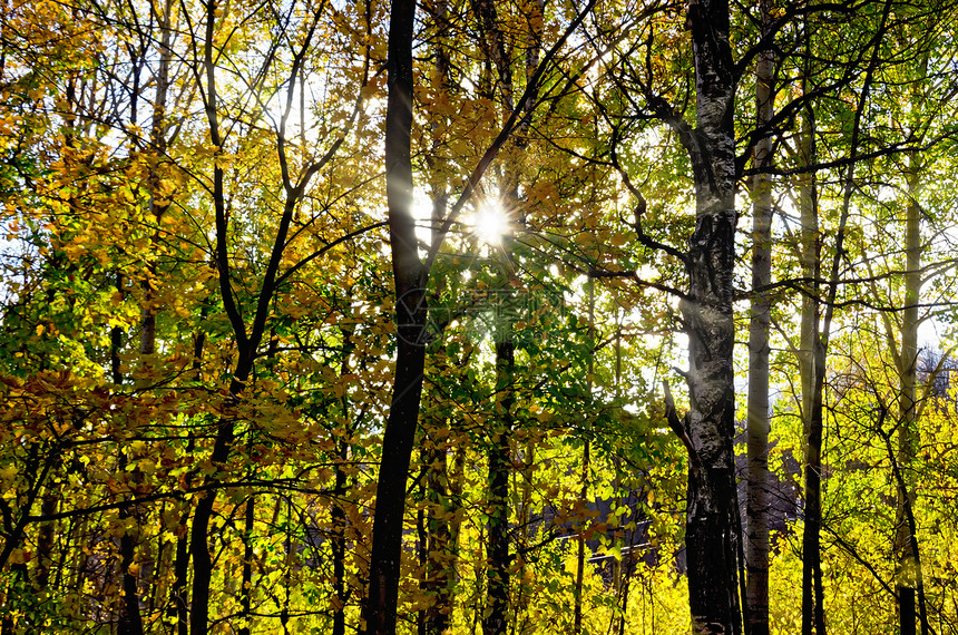 阳光明媚的秋季森林图片