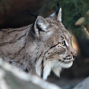 Lynx 林克森林危险哺乳动物捕食者濒危狞猫动物头发猫科野生动物自然高清图片素材