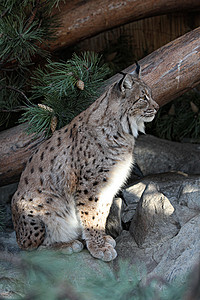 Lynx 林克猎人动物狞猫晶须耳朵食肉野猫森林愤怒猫科山猫高清图片素材