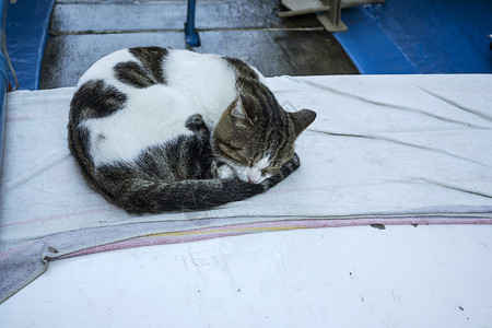 睡猫红船甲状腺睡眠背景图片