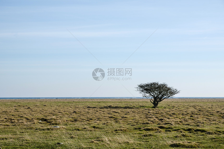 沿海草原上独自一棵树图片