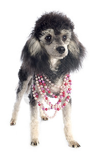 双彩小狗珍珠犬类粉色珠宝黑色衣领白色工作室女性灰色背景图片