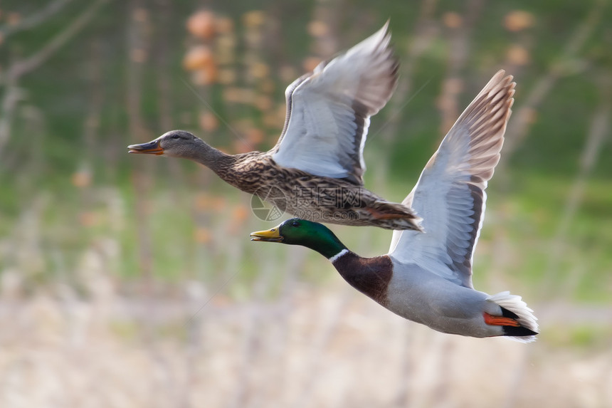 软焦点飞行的马车翅膀鸭子池塘野生动物羽毛跑步男性公园女性沼泽图片
