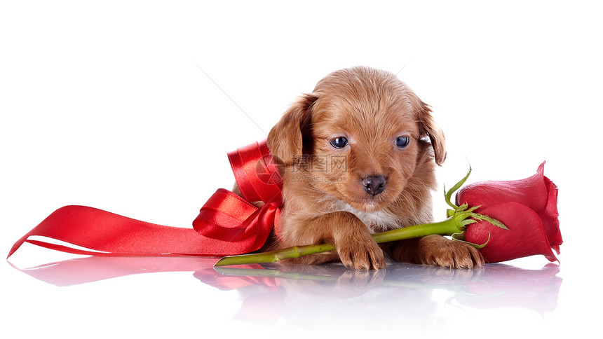 用红弓和玫瑰的狗狗毛皮脊椎动物好奇心朋友乐趣快乐犬类磁带宠物哺乳动物图片