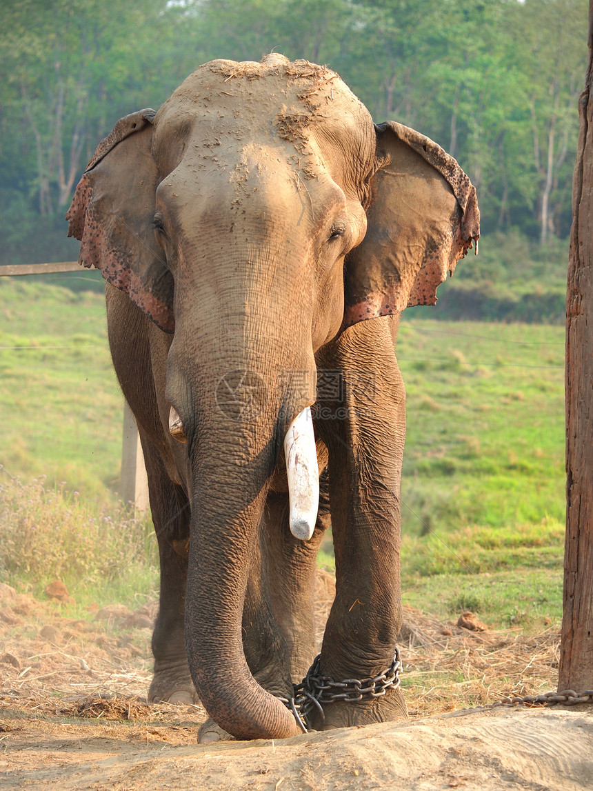 大象皮肤动物群力量自由国家公园手指保护濒危象牙图片