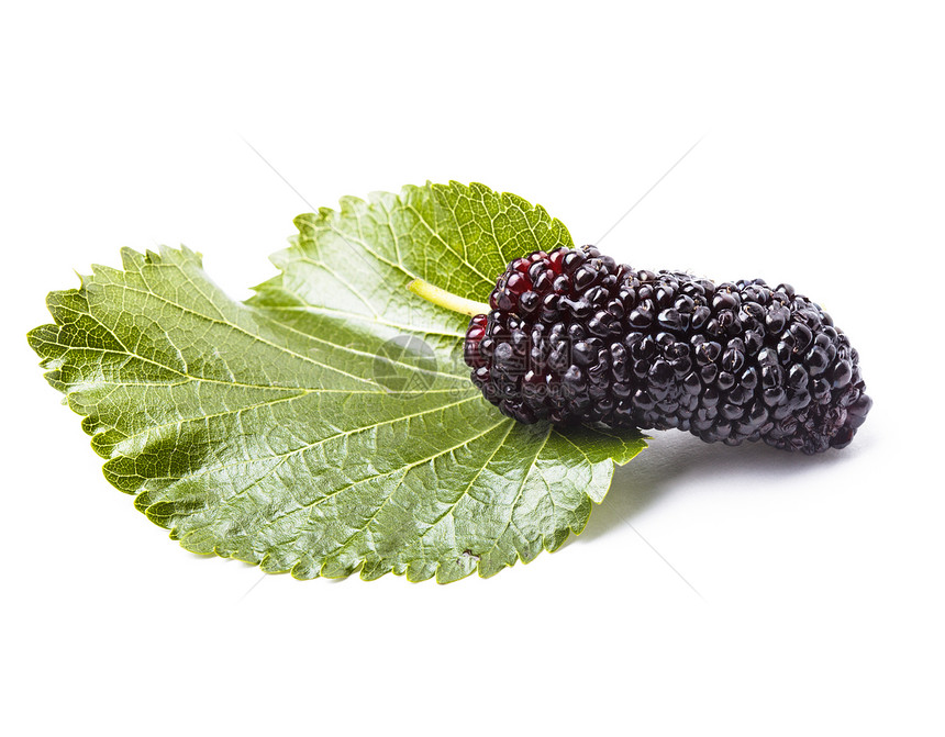 Mulberry 莓贝利荒野水果采摘白色紫色食物红色黑色梧桐素宏观图片