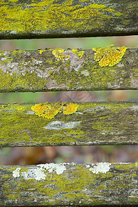 木围栏菌类黄色绿色地衣植物季节栅栏白色宏观木头背景图片