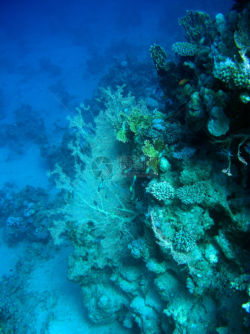以蓝水背景的热带海底深处有哥尔戈尼亚格罗戈尼亚的珊瑚礁图片