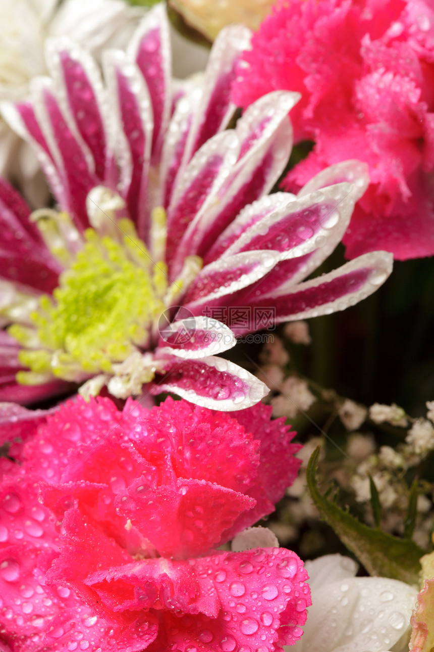 粉色 aster 背景花瓣边界园艺宏观花束紫色叶子植物学场地季节图片