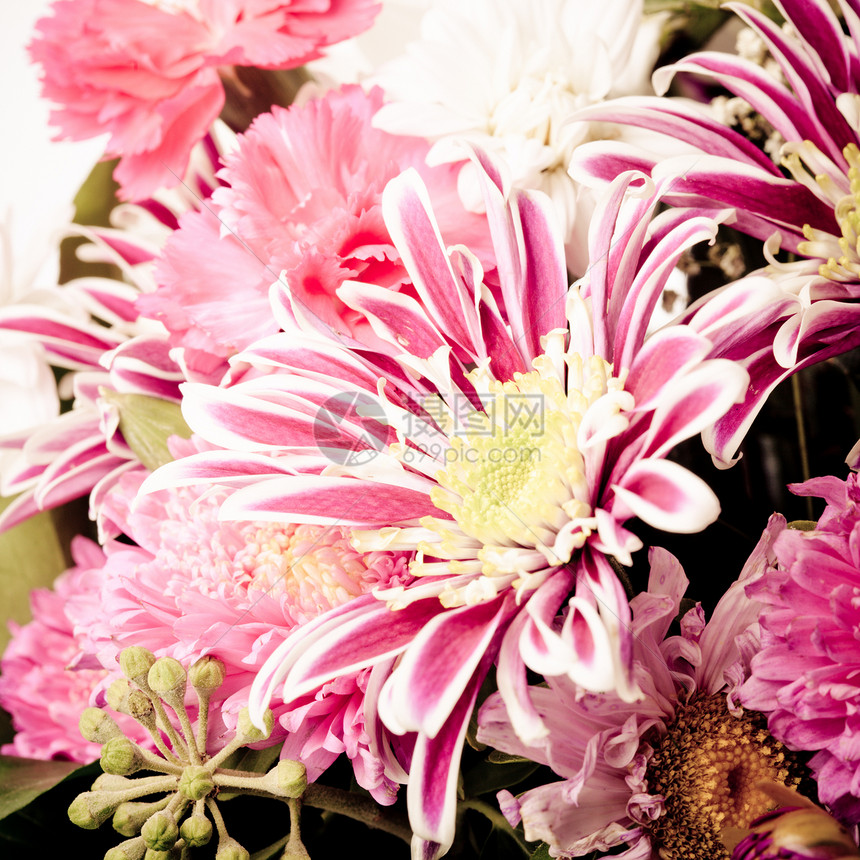 粉色 aster 背景花瓣紫色场地植物群边界季节植物学宏观花园花束图片