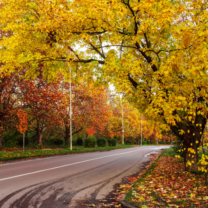 秋季有道路的风景衬套长椅木头叶子公园农村分支机构小路场景植物群图片