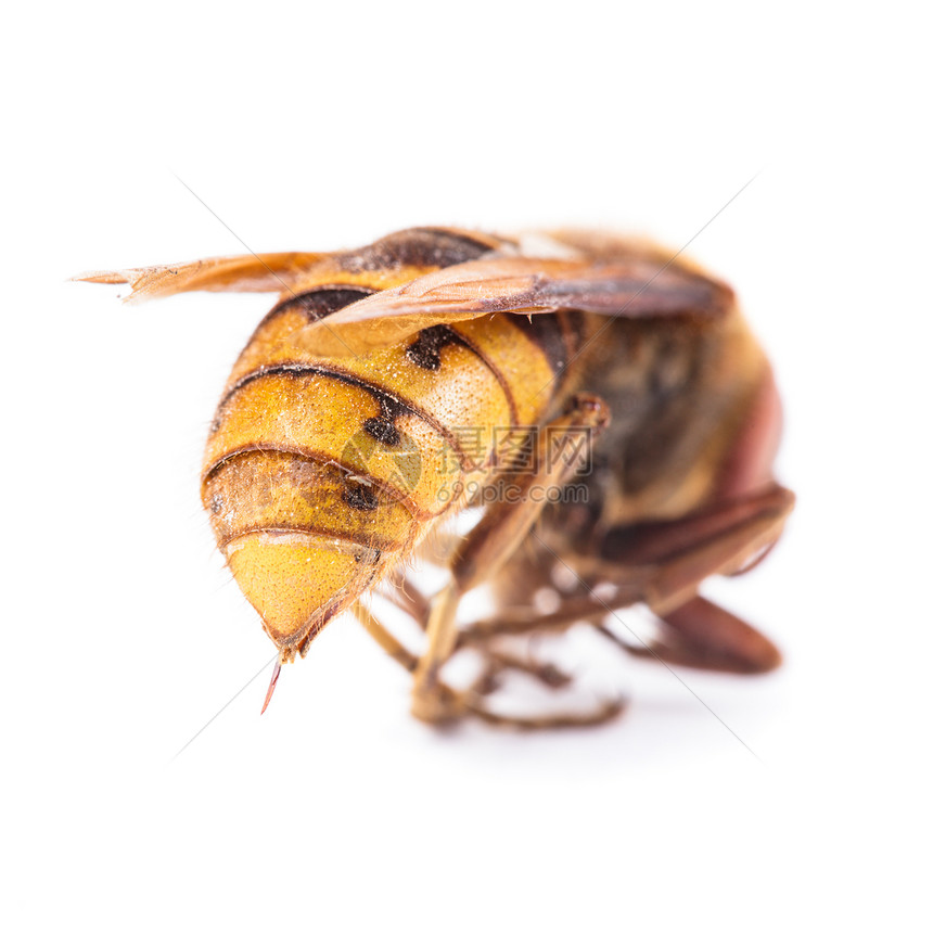 白色的蜜蜂身体漏洞昆虫学工人昆虫荒野宏观天线夹克养蜂业图片