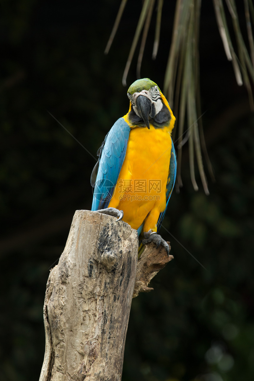 鹦鹉蓝色荒野绿色眼睛情调鸟类热带宠物野生动物翅膀图片
