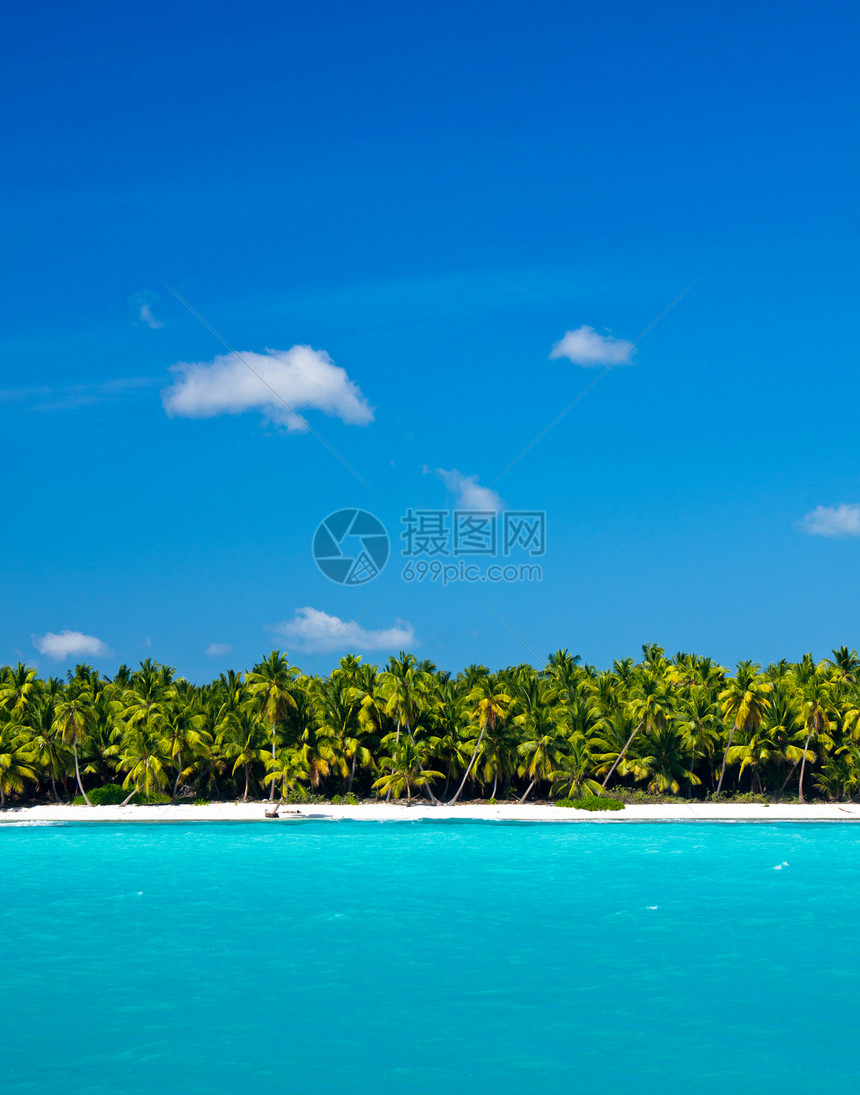 海 海棕榈阳光叶子旅游假期天空海浪热带海岸海景图片