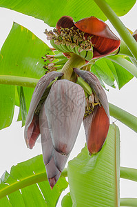 开花的香蕉茎的芽端自然食用高清图片