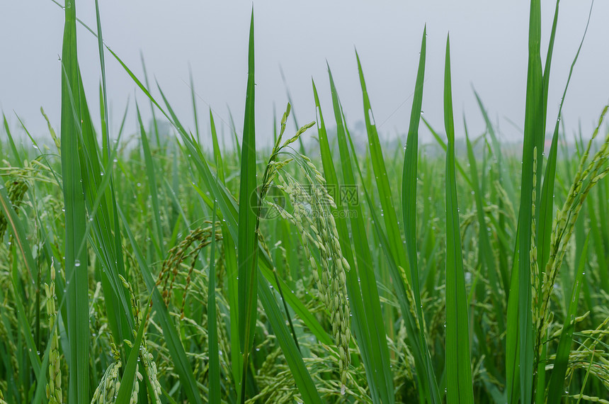 雨后浇灌的绿水稻耳朵图片