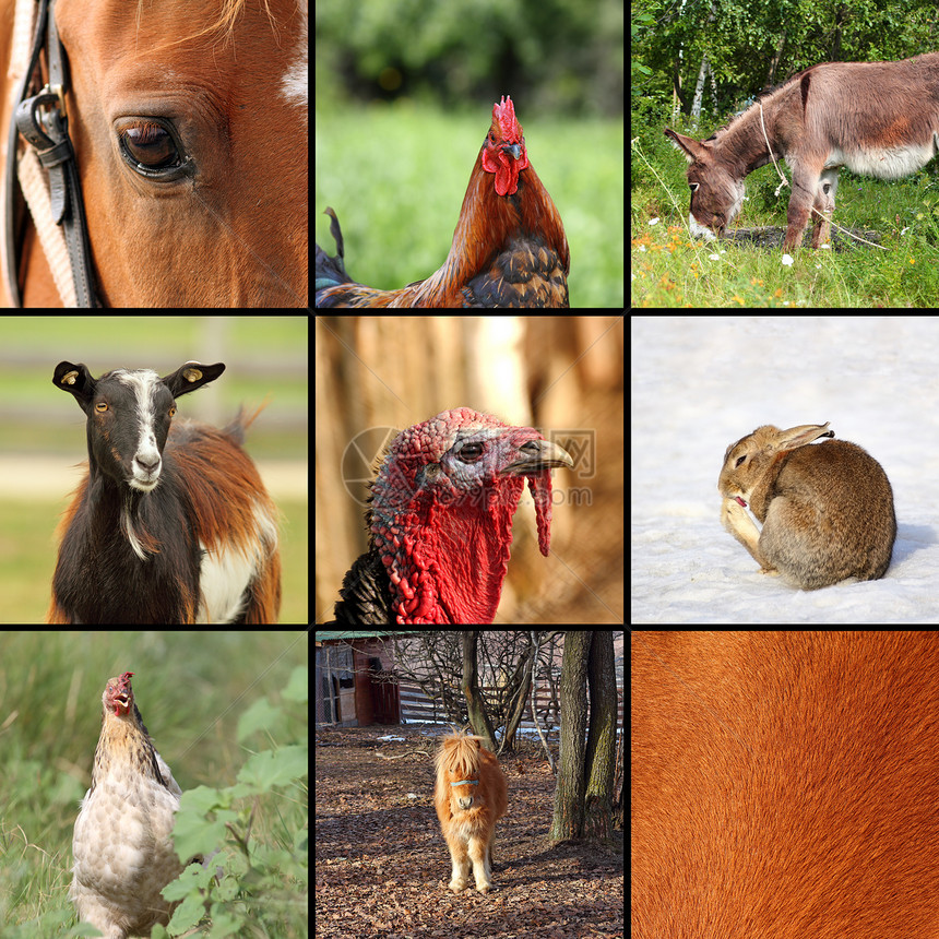 农场的九只动物图片