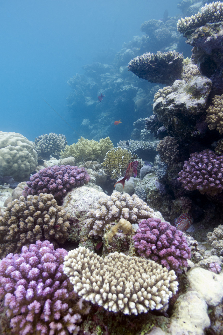 热带海底有紫紫罗星硬珊瑚的珊瑚礁图片
