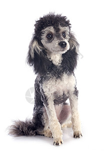 双彩小狗犬类工作室灰色黑色双色棕褐色女性哺乳动物白色背景图片
