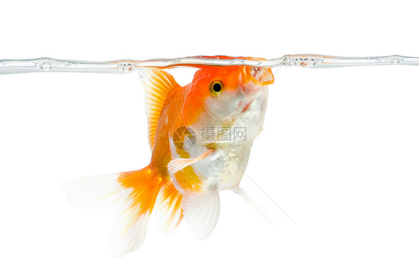 金鱼 白鱼的孤立尾鳍金子白色宠物摄影家庭生活游泳影棚剪裁鱼缸图片
