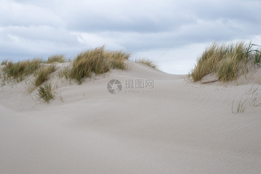 沙丘和沙草水平风景树叶蓝色尖刺爬坡海岸海滩支撑沙滩图片