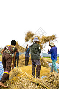 711人口日泰国传统的谷物节谷方式 711 6工作食物工人文化乡村粮食男人晴天黄色农业背景