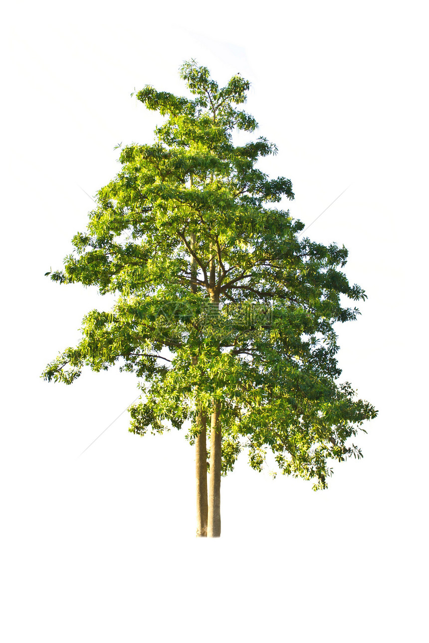 白色背景上的树分隔线木头孤独绿色植物森林团体花园生长绿色叶子植物图片